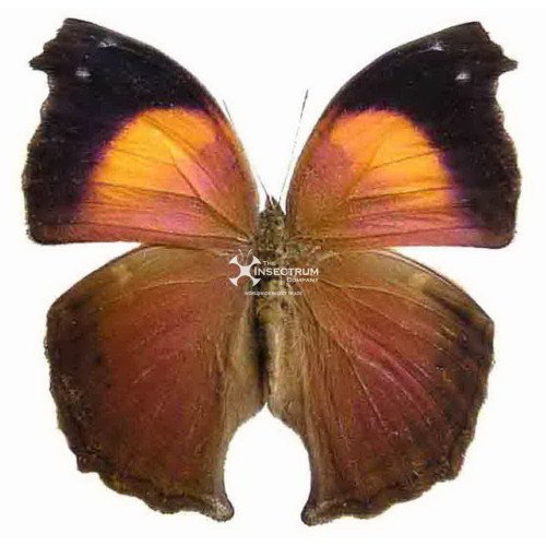 SALAMIS CACTA Lilac Mother-of-Pearl butterfly